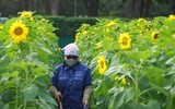 Vườn hoa hướng dương nở trong Hoàng thành Thăng Long